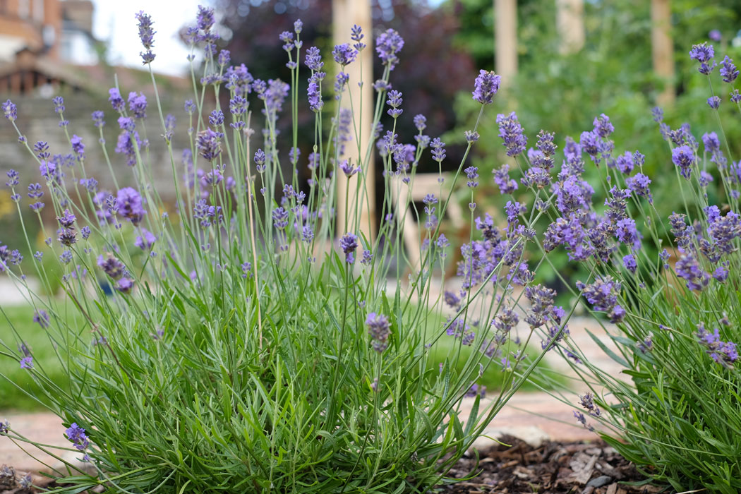 Lavender hedge